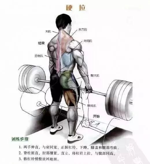 每日健身背部训练6个动作,足够全面刺激你的背