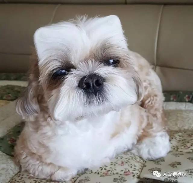 no,现在流行的是方脸.