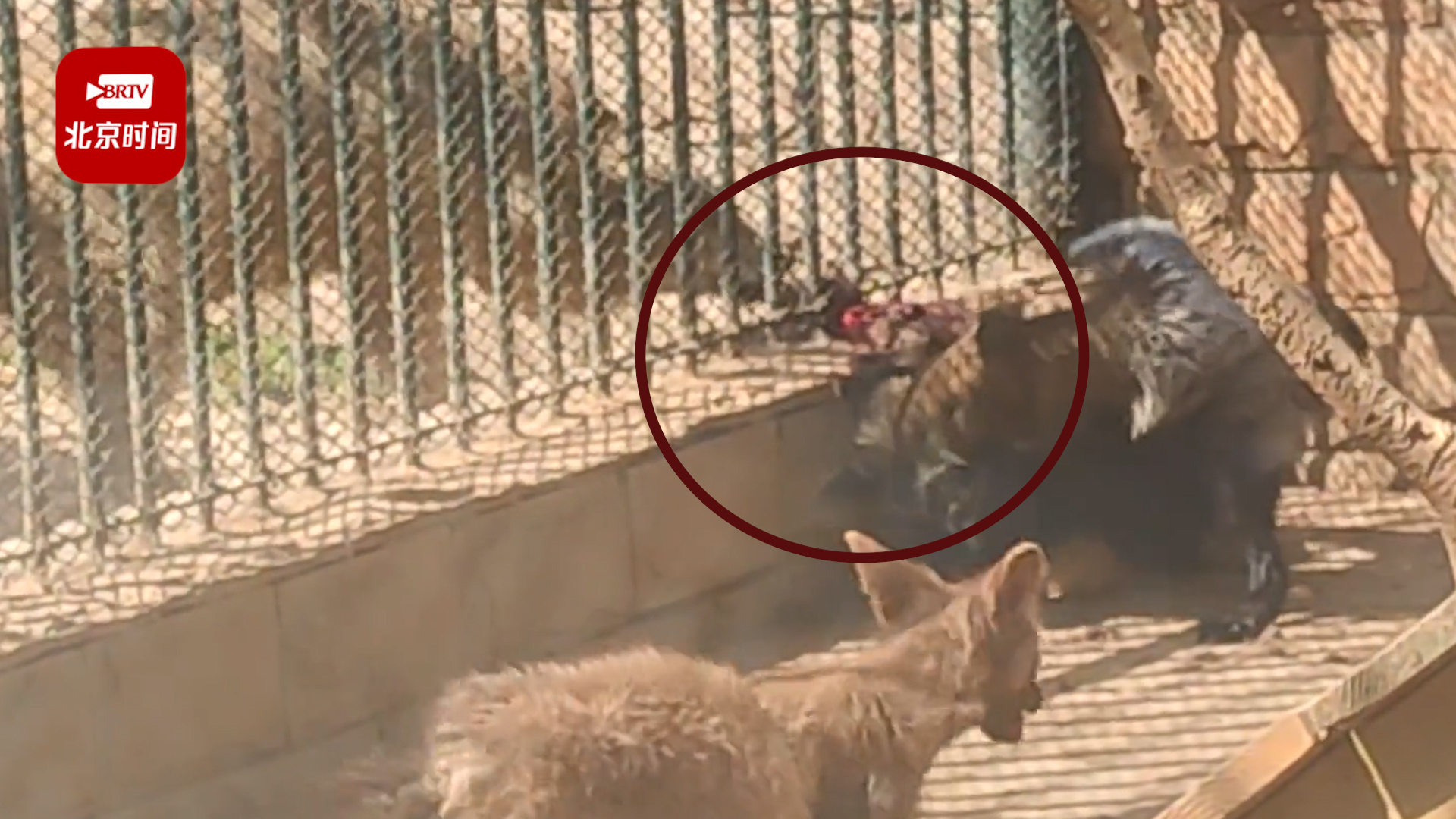 动物园回应狐狸被隔壁狼咬伤腿：已经及时救治，后续将加固防护网