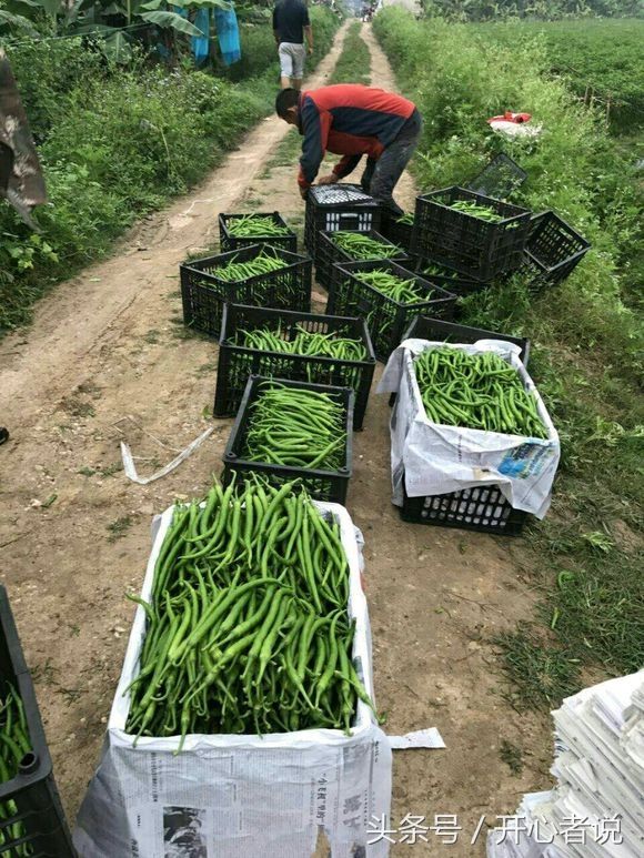 我在柬埔寨做农业种植的生活,收购农产品卖国