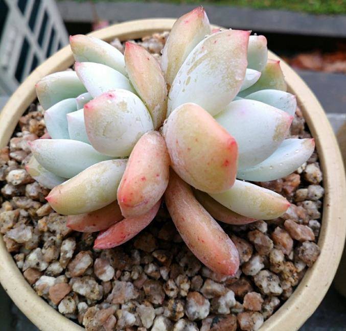 网购多肉植物的上盆流程,走好这个步骤,提高多