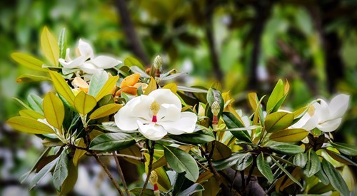 四款园林绿化常用的开花乔木