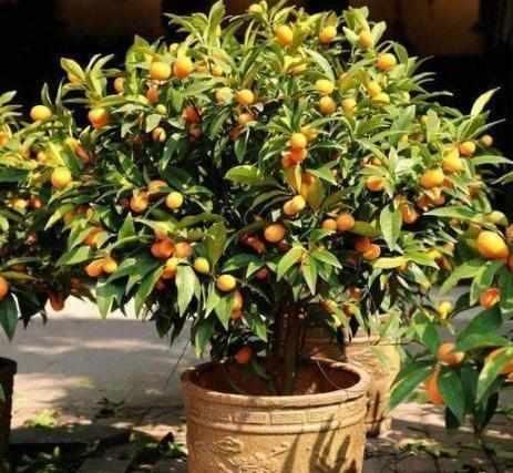 养花不如种水果,这几种水果盆栽就很不错,好看