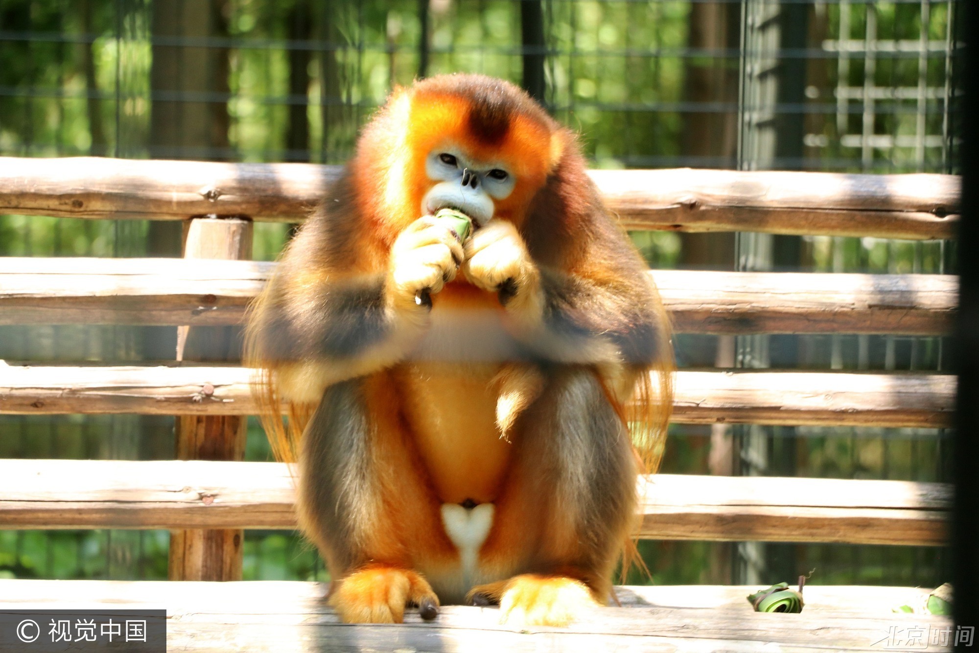 2017年5月26日, 我国传统节日端午节临近,当日,扬州茱萸湾动物园的饲养员用窝窝头、竹粉、苹果等食材为大熊猫、袋鼠等动物精心制作了特殊的粽子,让它们享受美食迎接端午。