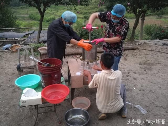 初送来蜜蜂月尾收获蜂蜜十堰建行与神农蜂语养