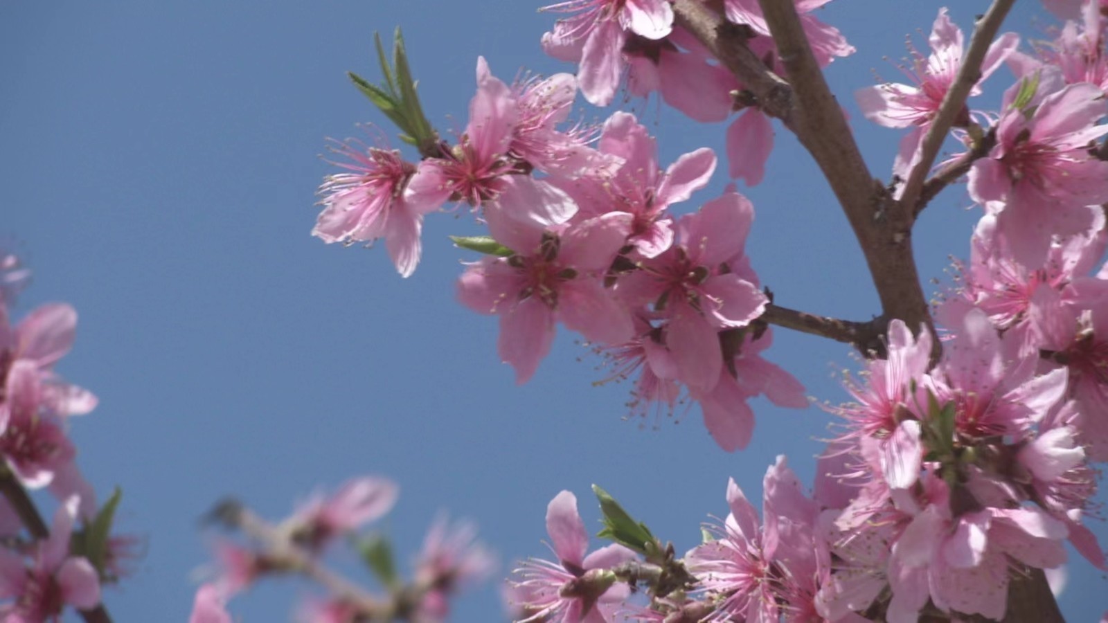 掐指一算,你注定与这场“桃花节”撞个满怀!攻略→ 掐指一算,你注定与这场“桃花节”撞个满怀!攻略→