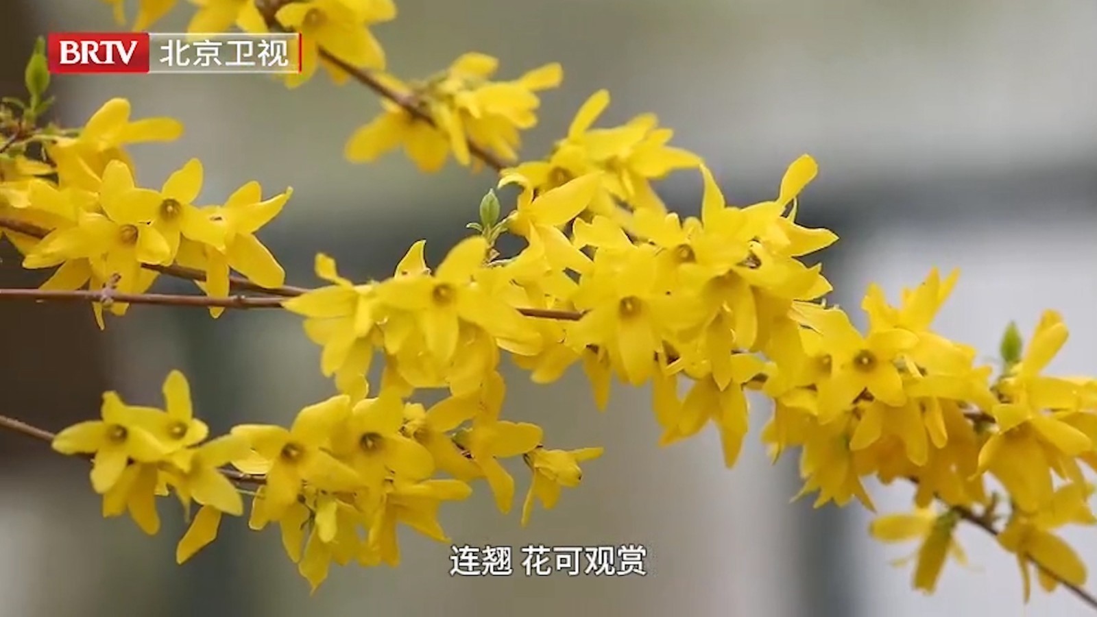 ​春天的金黄不仅仅只有迎春花!北京连翘花开金灿灿