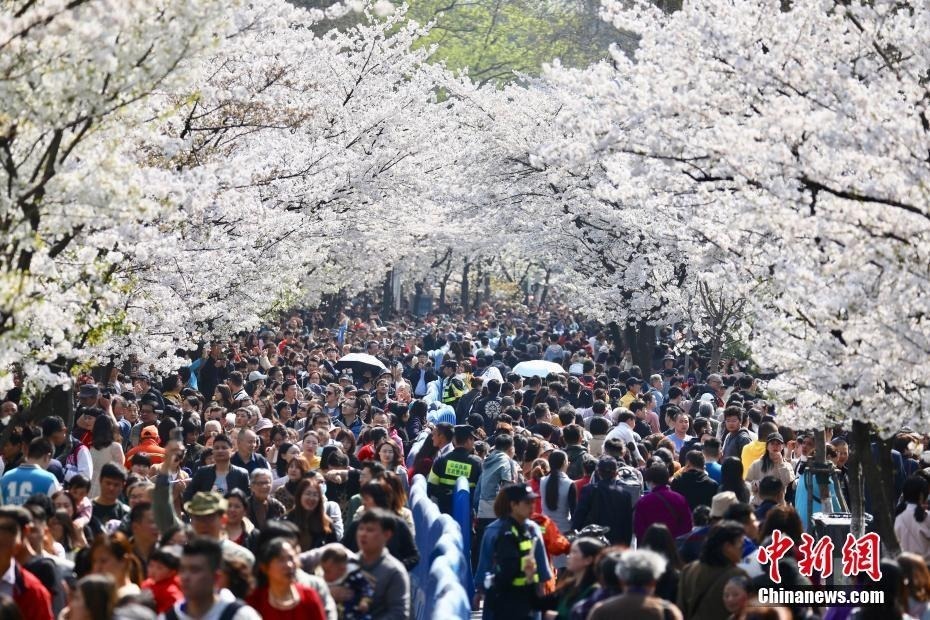 3月25日，游客在南京鸡鸣古刹门前的樱花大道上赏花拍照。近日，南京鸡鸣寺路两旁的樱花进入盛花期，吸引众多游人前来赏花。中新社记者泱波摄