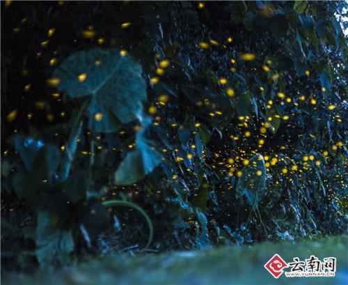 "中国寻萤第一人"付新华称它为会呼吸的钻石,爱提着灯笼给别人照亮