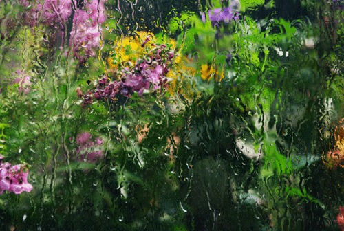 五款耐阴湿植物陪你度过梅雨季