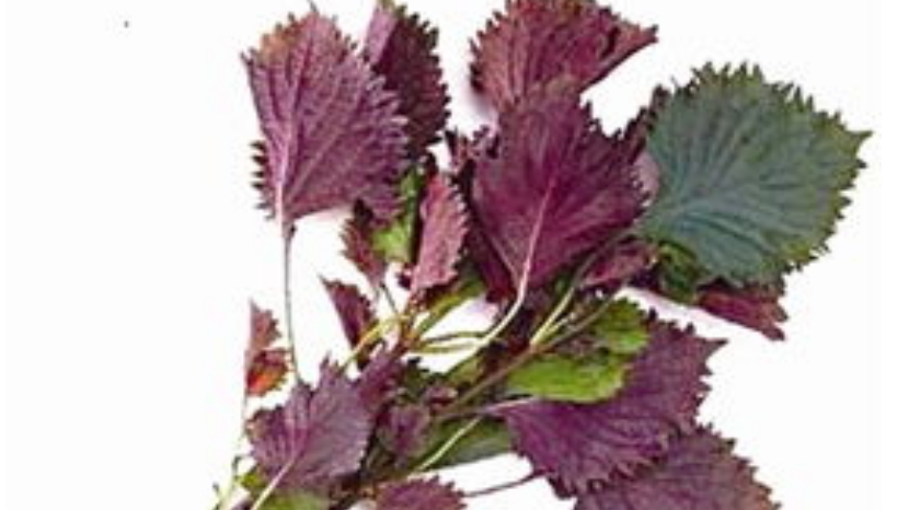 您知道吗?中药紫苏的名字源自误读 您知道吗?中药紫苏的名字源自误读