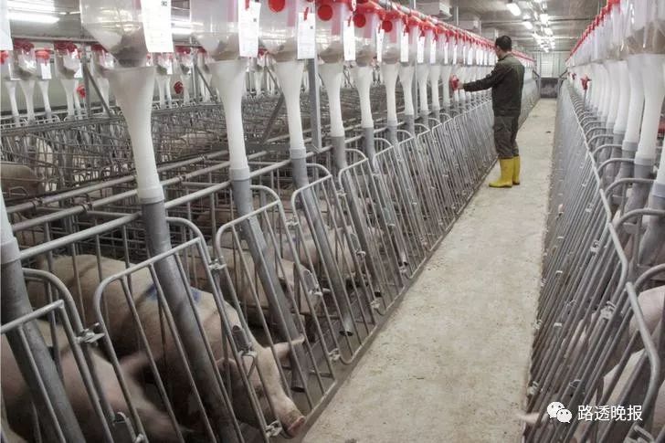 中国建设多个大型猪场,以提高效率和降低成本