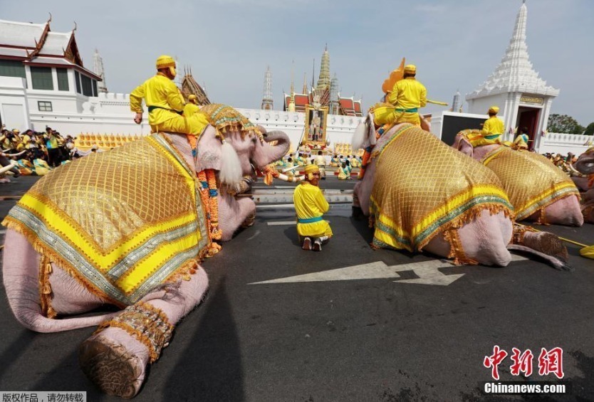 当地时间5月7日，泰国曼谷大皇宫附近，象夫骑着大象民众一起游行，向泰国国王玛哈·哇集拉隆功致敬。