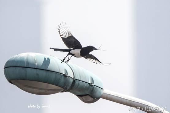 天津城市公园绿地常见鸟类看看你见过多少