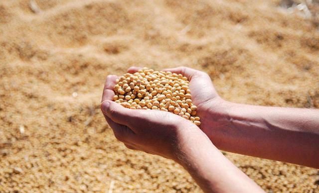 俄罗斯乐了!中国停止从巴西购买大豆,转与俄合