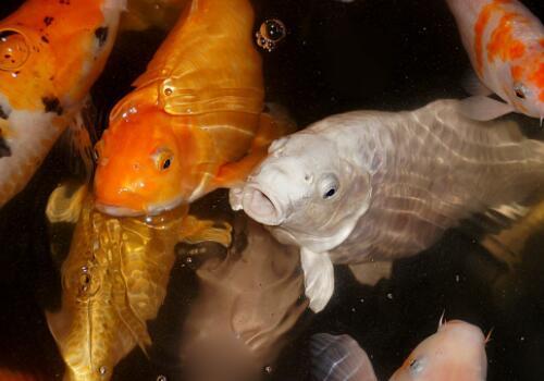 买回家的锦鲤鱼苗如何喂食?和什么鱼可以混养