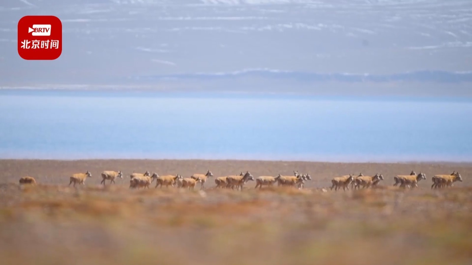 又到产仔季!可可西里卓乃湖集中了3万多只藏羚羊 又到产仔季!可可西里卓乃湖集中了3万多只藏羚羊