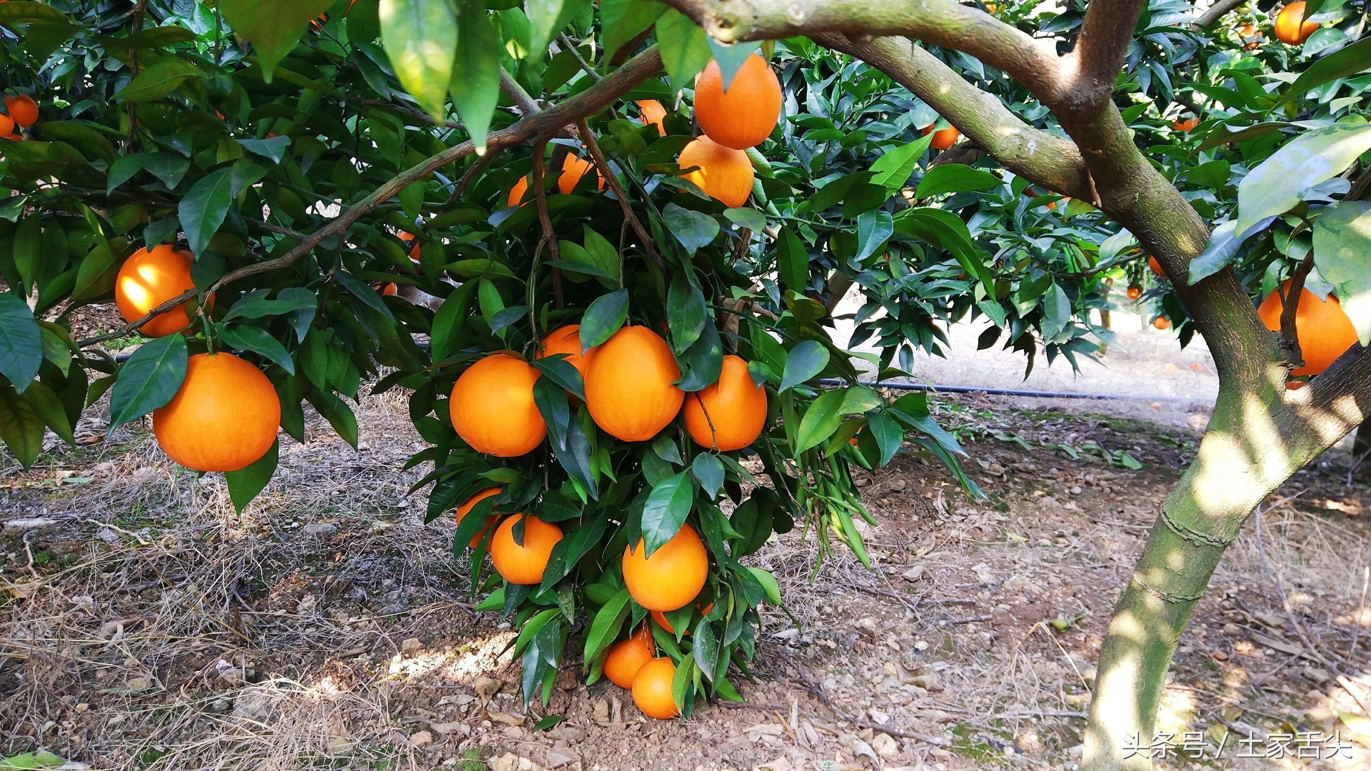 出产于长阳清江椪柑原产地岩松坪的纽荷尔圆红