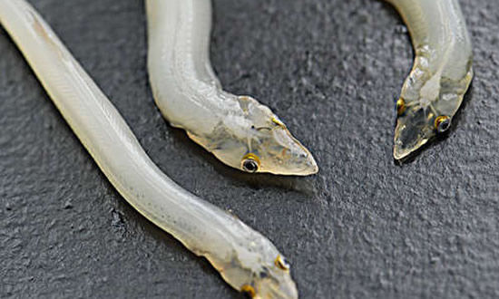 人死后49天的全过程,吓得我精神崩溃!