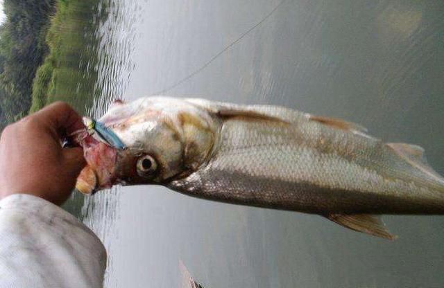 翘嘴喜欢什么样的饵料,什么季节钓最好?