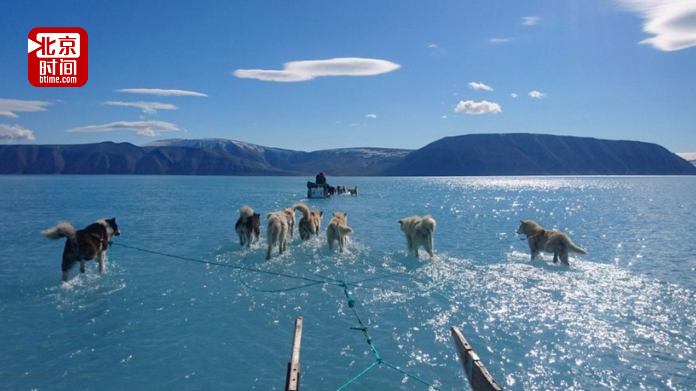 北极冰川融化形势失控？格陵兰雪橇犬水上拉车 当地40%冰川已融化