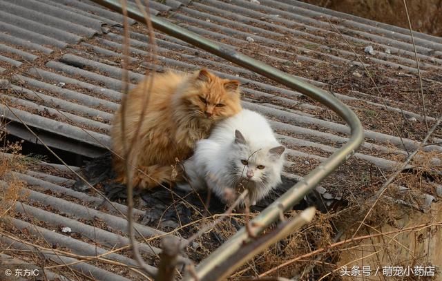 给流浪猫一个家,步骤很简单,前后10分钟