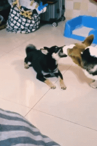 搞笑GIF:什么情况?中毒了吗?