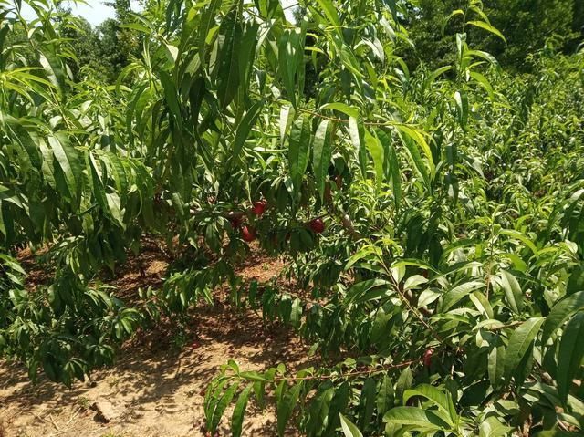 小米手机爆品红米6评测!配置+售价的性价比均