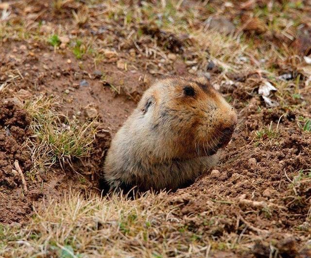 外国专家荒岛放生两情侣老鼠,半年就成了岛主,原来荒岛真生巨鼠