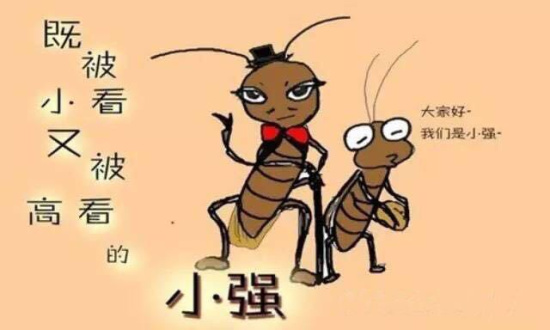 土豆泥加硼酸才是灭蟑螂好手!网友神吐槽与小强相爱相杀
