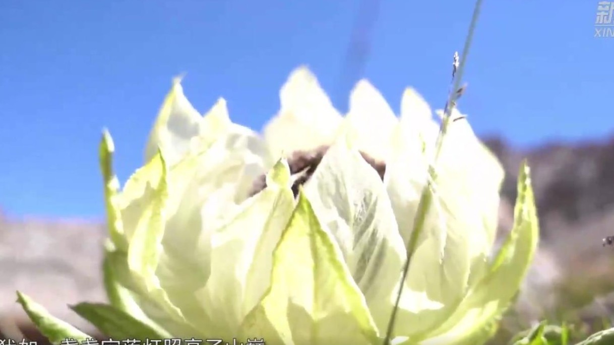 探寻冰川秘境 寻找天山雪莲 探寻冰川秘境 寻找天山雪莲
