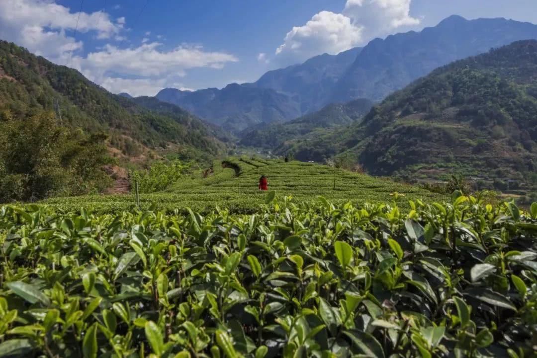 倒计时1天!攀枝花清明踏春出游路线出炉,采茶