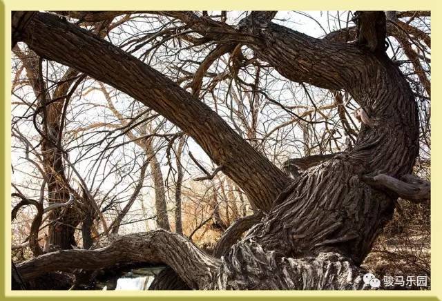 400年的风吹雨雪,九龙树依然伫立-北京时间