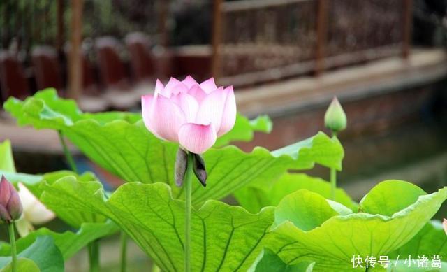 五一过后,运势风生水起,三大生肖,从此苦日子熬