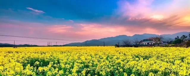 此外,都知道江西婺源的油菜花特别有名,实际上永修的油菜花海同样是一