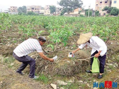 果农在地里被火红蚁咬晕 有关部门前来施放灭