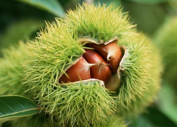 一些泡水喝就能补肾的植物,婚后男人用得上!