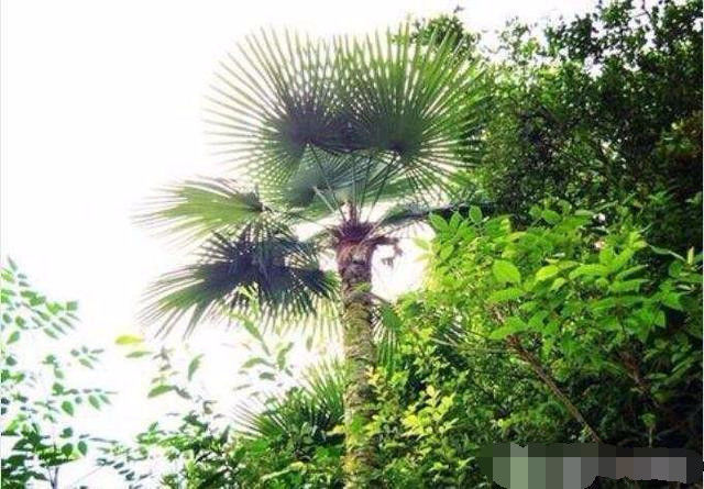 这种树的树皮还能吃,令你瞧不上的树皮,却让爱