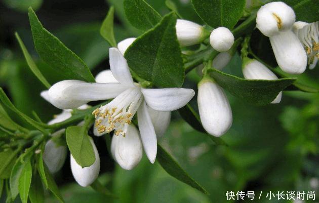 螨虫最怕这2种植物组合,每天用一下,螨虫清走