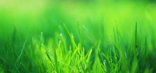 爱情感悟语:一叶绽放一追寻,一花盛开一世界,一