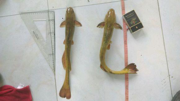 这条才是黄颡鱼之王,身长40公分!