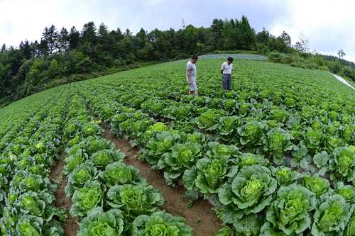 湖北恩施:高山蔬菜助農增收脫貧