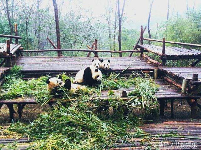 外国人真的很喜欢大熊猫吗?外媒:外交可断,熊