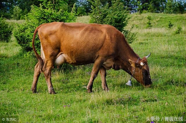 现在农村人怎么不养牛,大家来说下原因!