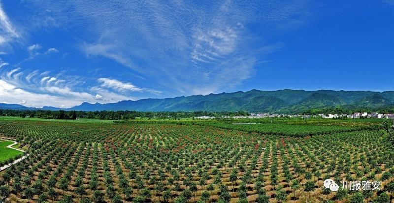 三大片区,为雨城增添一抹绿