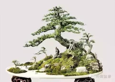 对节白蜡是二级保护树种,听说武则天与对节白