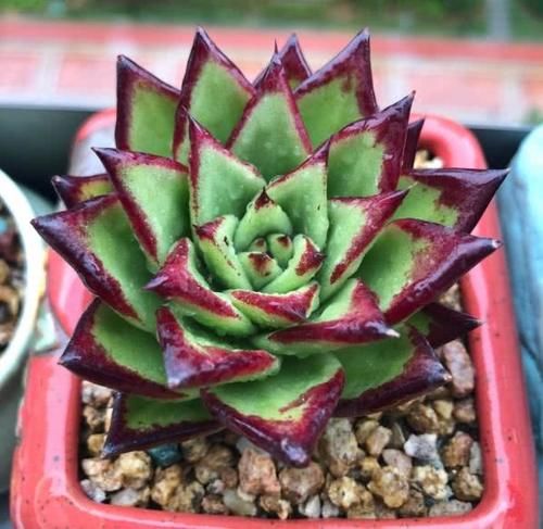 幼苗期的多肉植物应该怎么浇水?简单几步,让多