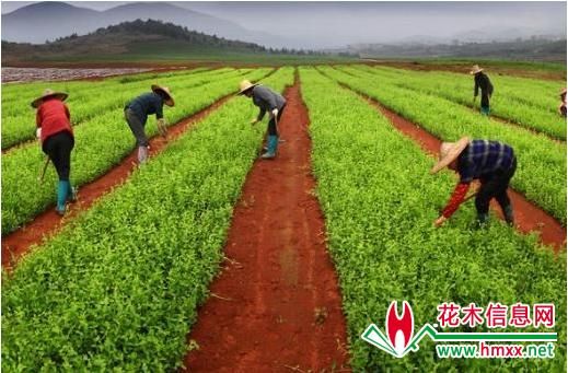 致富经:2018回农村种植创业,做好8种3不种,一