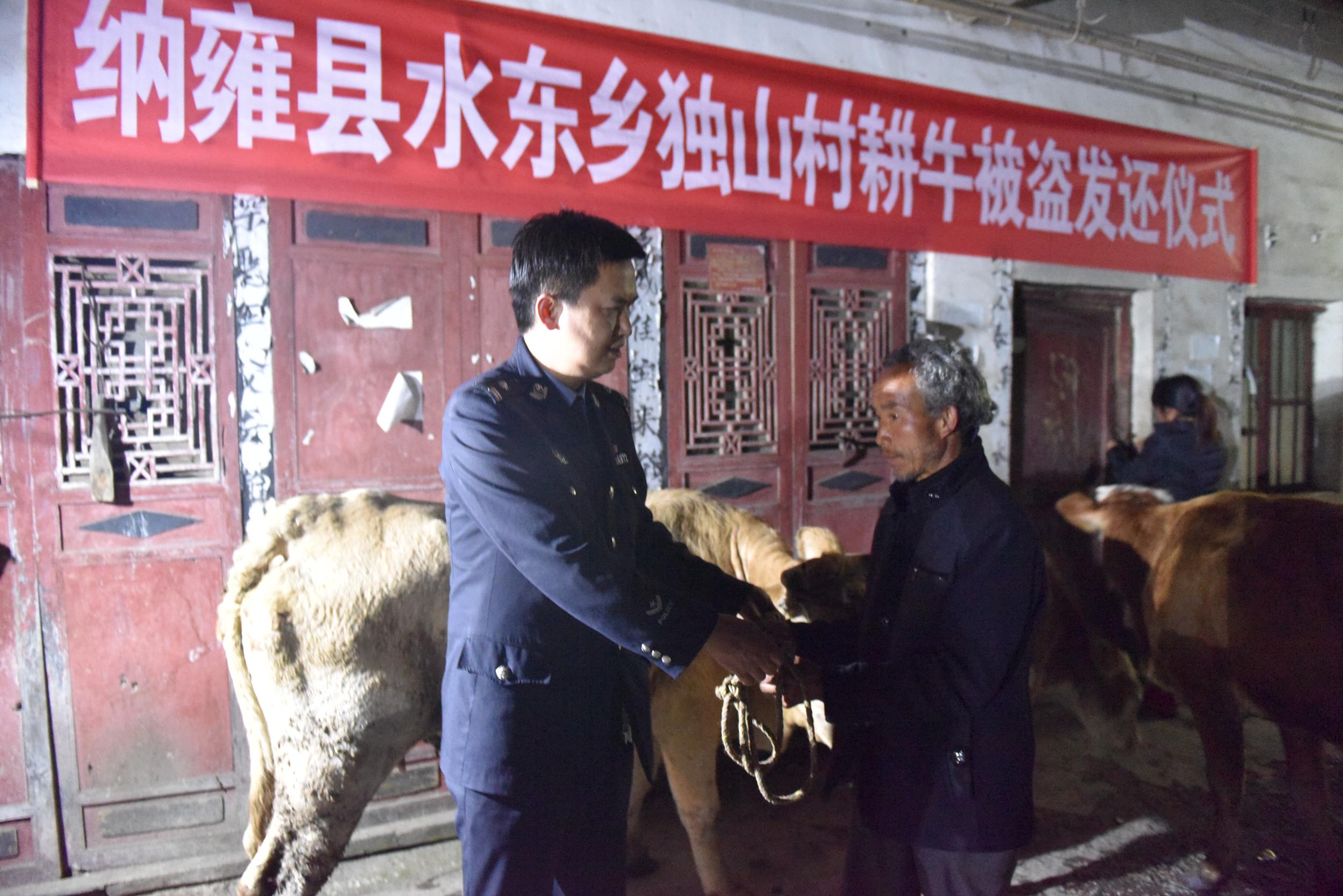 纳雍县公安局打击偷牛盗马不手软