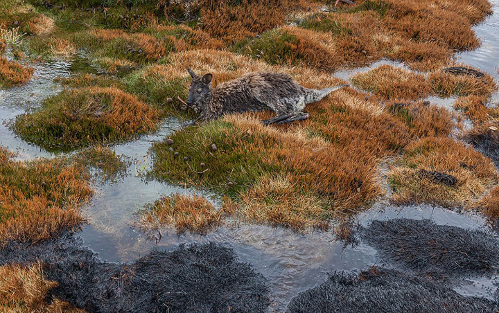 图为火灾被烧树木。